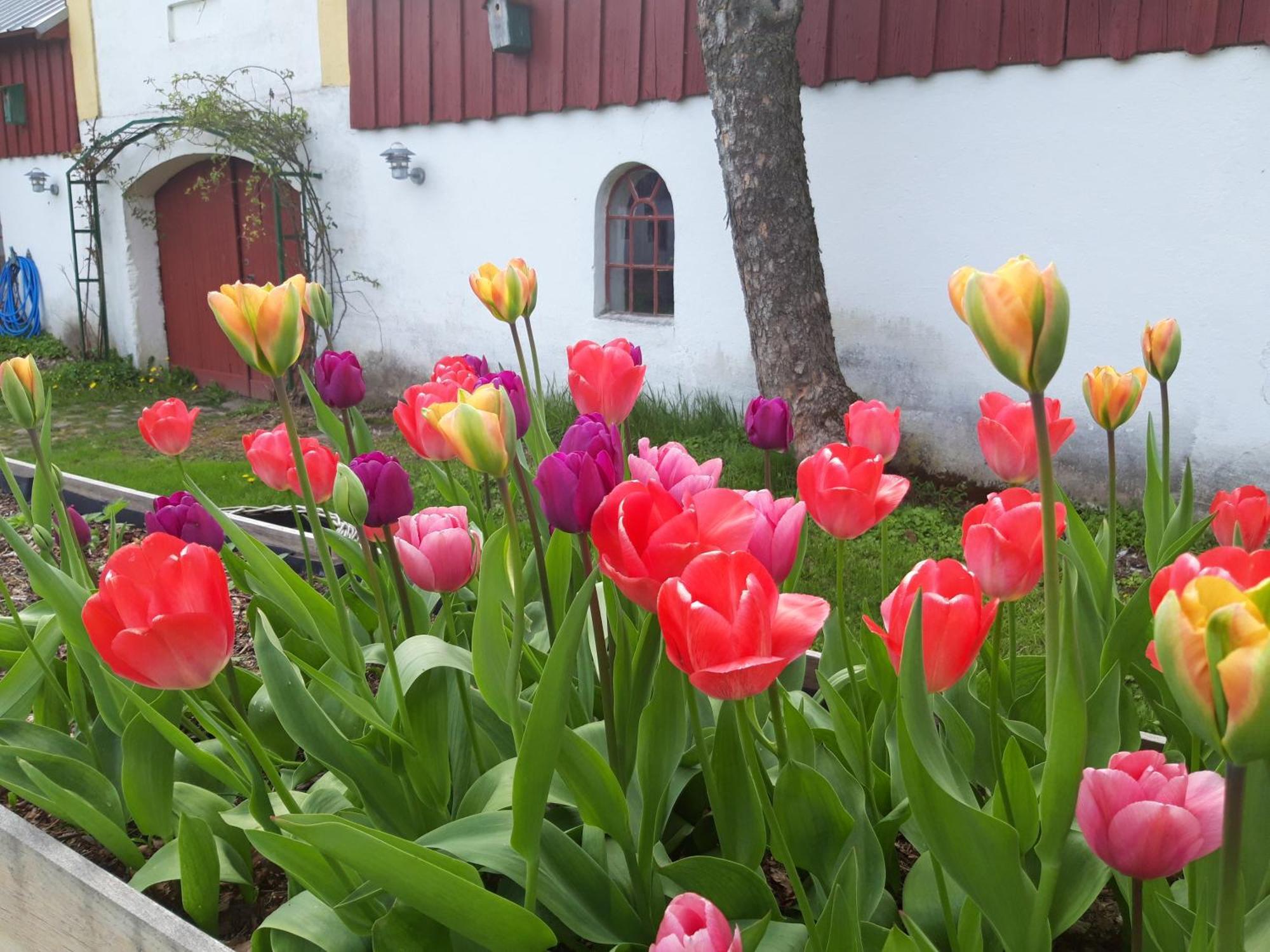 Nibe Krogsgaarden B&B المظهر الخارجي الصورة